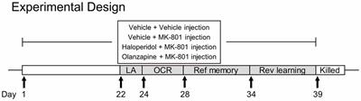 Olanzapine Reverses MK-801-Induced Cognitive Deficits and Region-Specific Alterations of NMDA Receptor Subunits